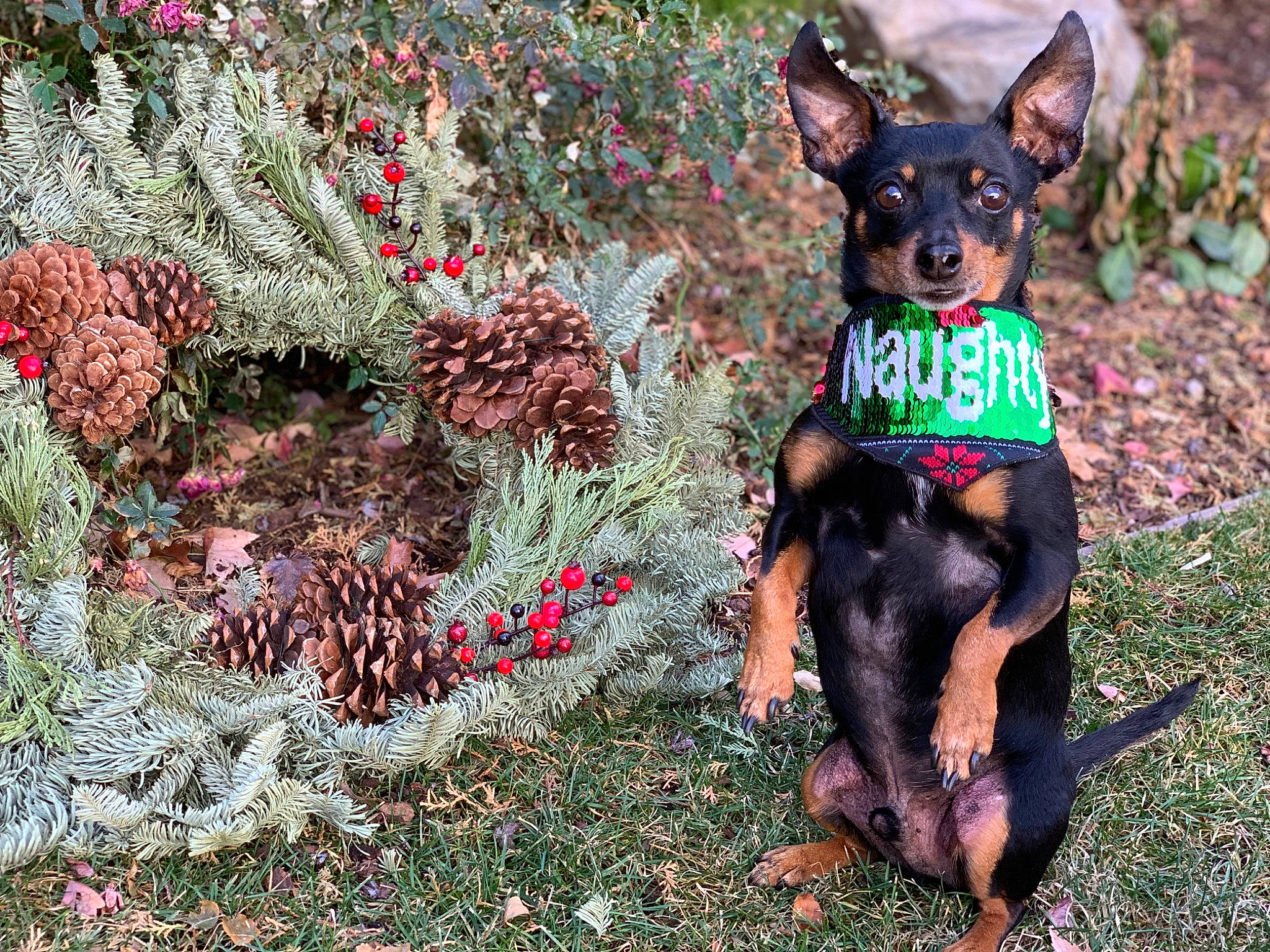 Tommy joined the competition — help win amazing prizes! annual_plant, canidae, carnivore, companion_dog, dog, dog_breed, dog_supply, fawn, grass, groundcover, guard_dog, people_in_nature, pinscher, plant, prazsky_krysarik, russkiy_toy, sporting_group, toy_dog, working_animal, working_dog