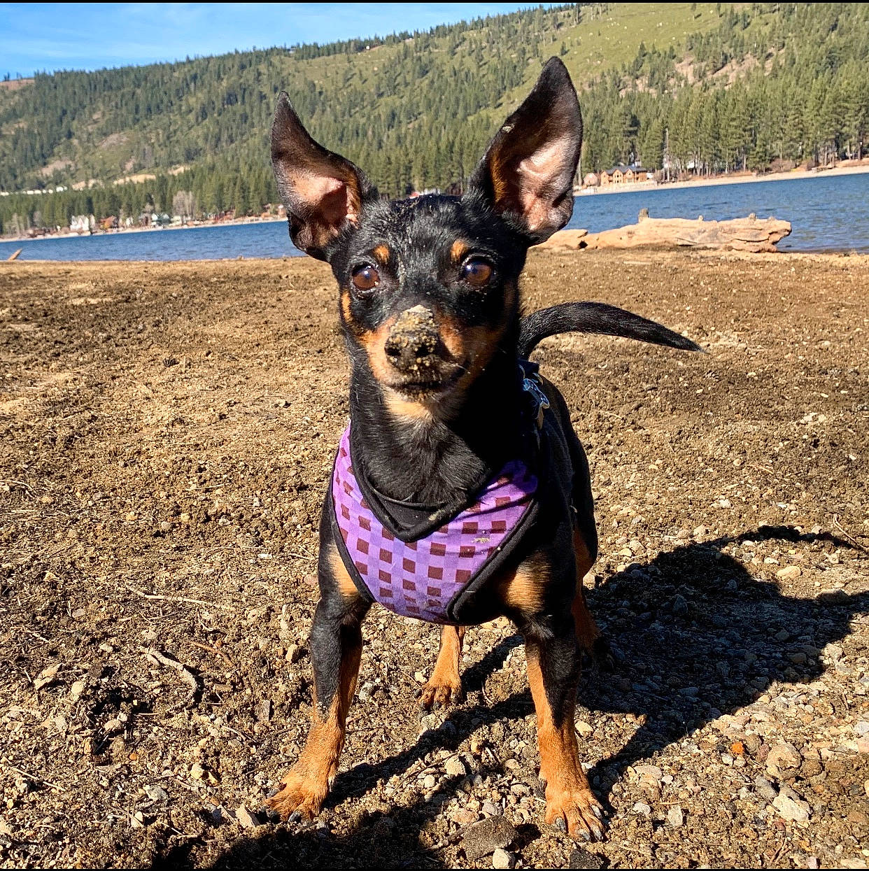 Tommy joined the competition — help win amazing prizes! beach, carnivore, collar, companion_dog, dog, dog_breed, dog_collar, fashion_accessory, fawn, fun, lake, pinscher, plant, prazsky_krysarik, sky, snout, toy_dog, travel, water, working_animal