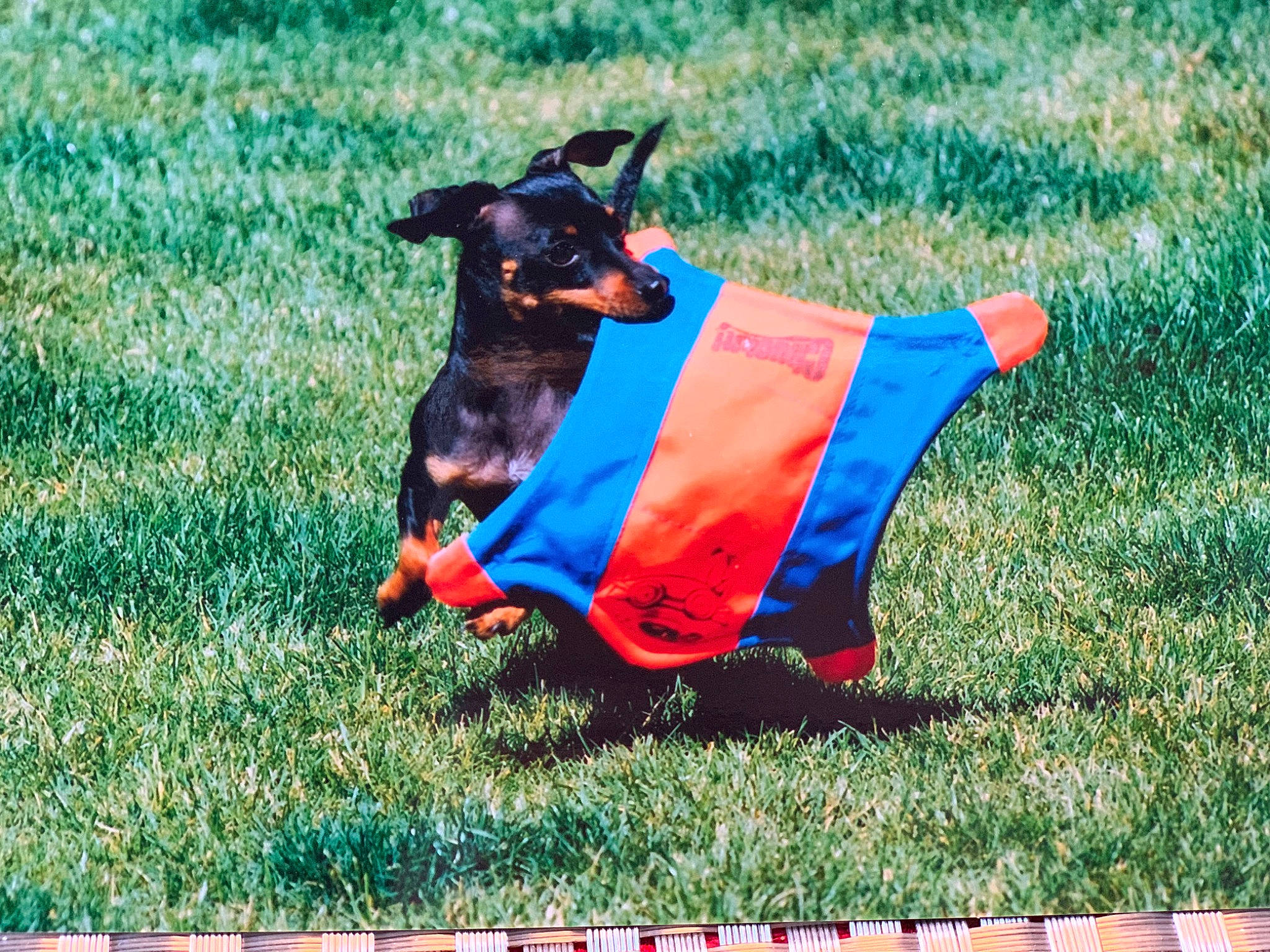 Tommy is registered to the contest to win money with this photo: canidae, carnivore, collar, companion_dog, dog, dog_breed, dog_clothes, dog_collar, dog_supply, fawn, grass, grassland, lawn, pet_supply, rectangle, snout, sporting_group, tail, toy_dog, working_animal
