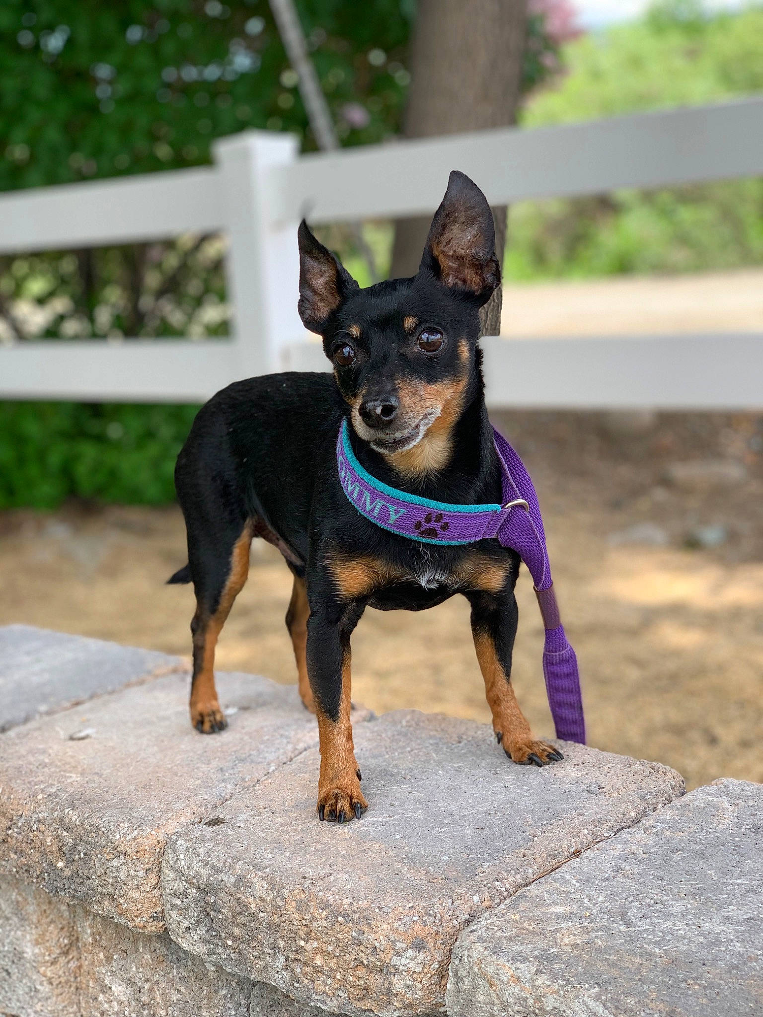 Tommy is registered to the contest to win money with this photo: canidae, carnivore, collar, companion_dog, dobermann, dog, dog_breed, dog_collar, dog_supply, fawn, guard_dog, prazsky_krysarik, snout, sporting_group, toy_dog, working_animal, working_dog