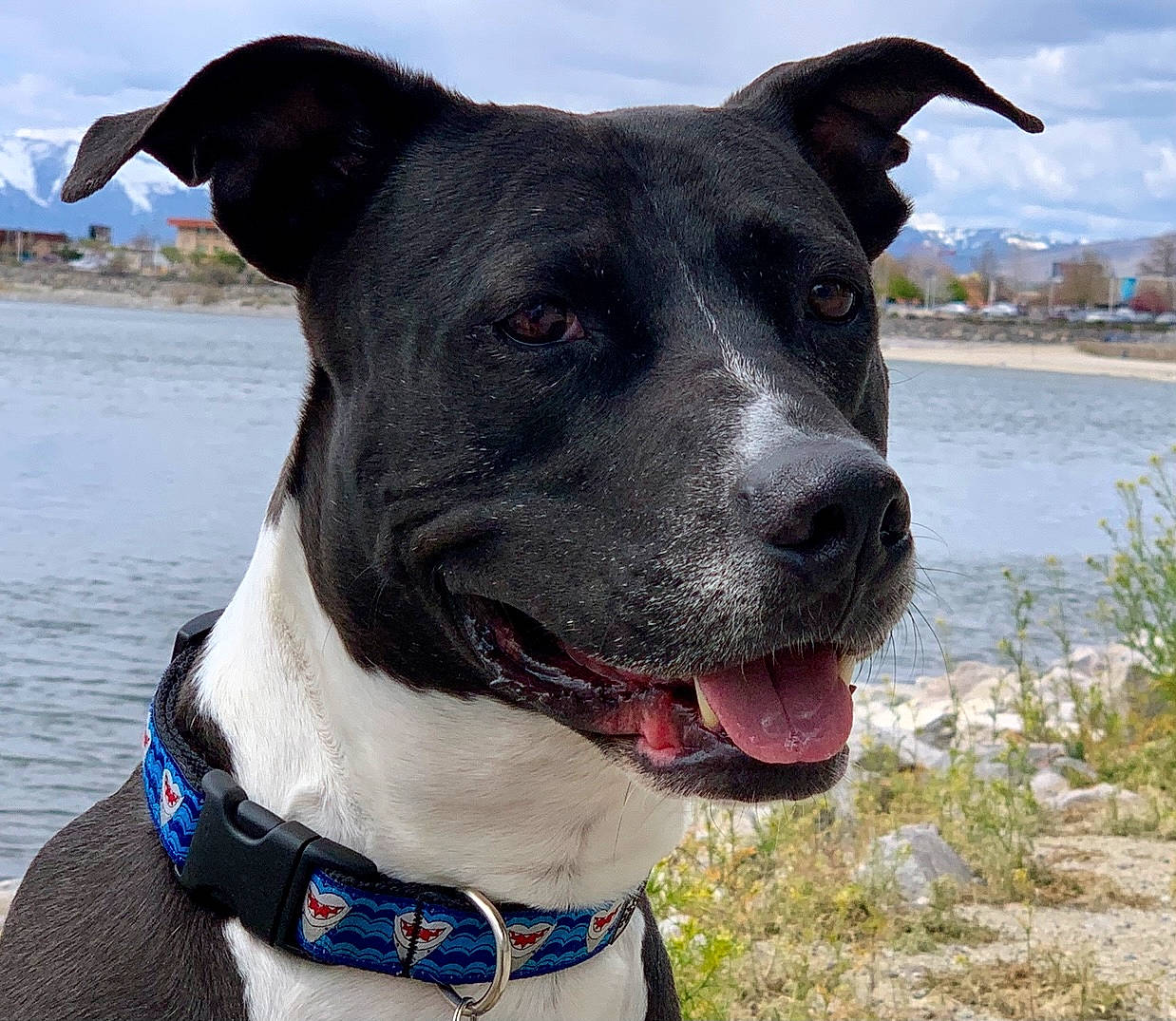 Buddy joined the competition — help win amazing prizes! canidae, carnivore, cloud, collar, companion_dog, dog, dog_breed, dog_collar, electric_blue, fawn, lake, leash, pet_supply, plant, sky, snout, sporting_group, water, whiskers, working_animal