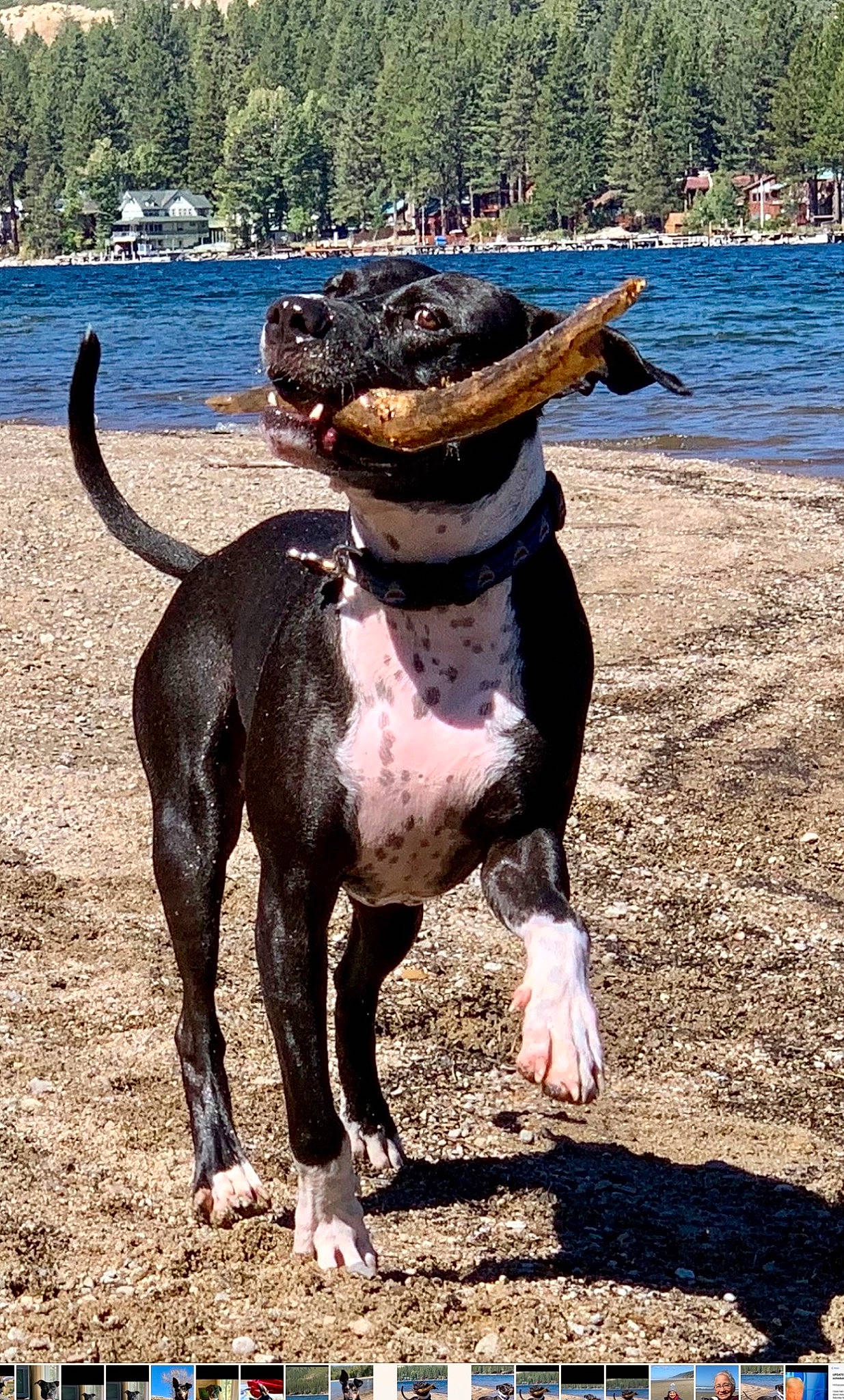 Buddy is registered to the contest to win money with this photo: beach, canidae, carnivore, collar, companion_dog, dog, dog_breed, dog_collar, dog_supply, fawn, hound, lake, leash, pet_supply, snout, sporting_group, tail, tree, water, working_animal