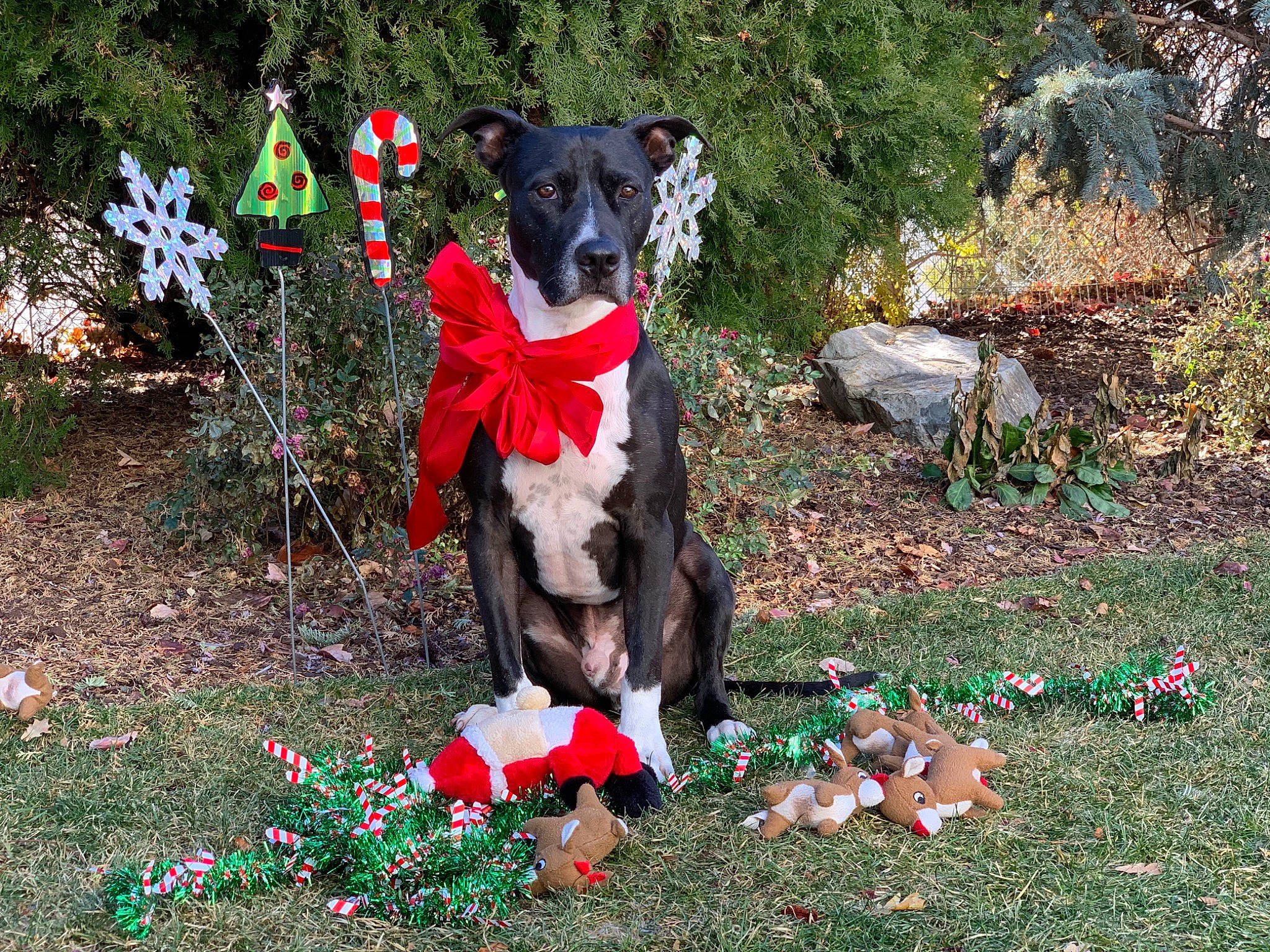 Buddy is registered to the contest to win money with this photo: annual_plant, carmine, carnivore, collar, companion_dog, dog, dog_breed, dog_collar, dog_supply, event, garden, grass, groundcover, leaf, plant, shrub, spring, tail, tree, working_animal