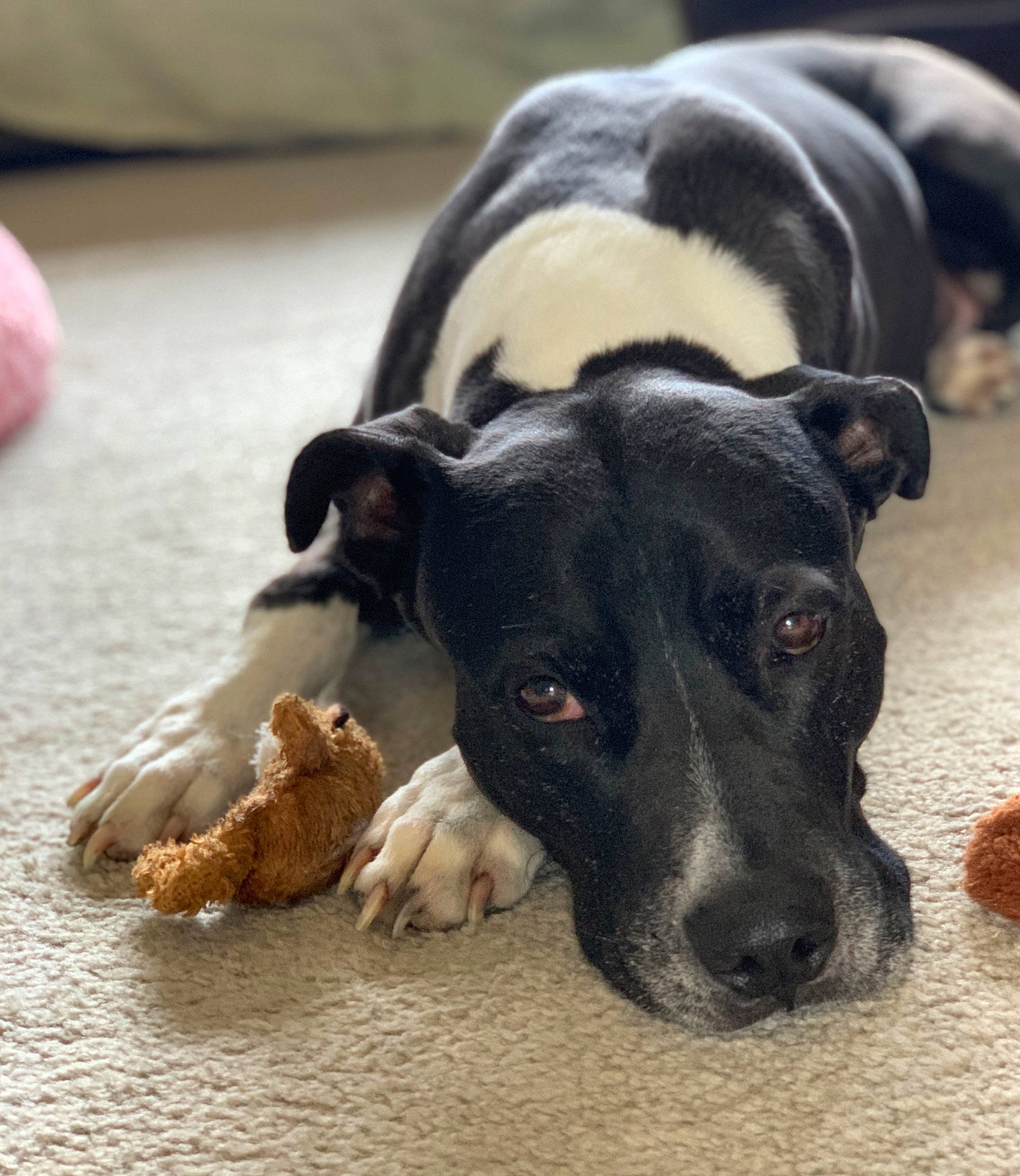 Buddy joined the competition — help win amazing prizes! canidae, carnivore, collar, companion_dog, dog, dog_breed, dog_collar, fawn, fur, guard_dog, non_sporting_group, paw, snout, sporting_group, street_dog, terrestrial_animal, toy_dog, whiskers, working_animal, working_dog