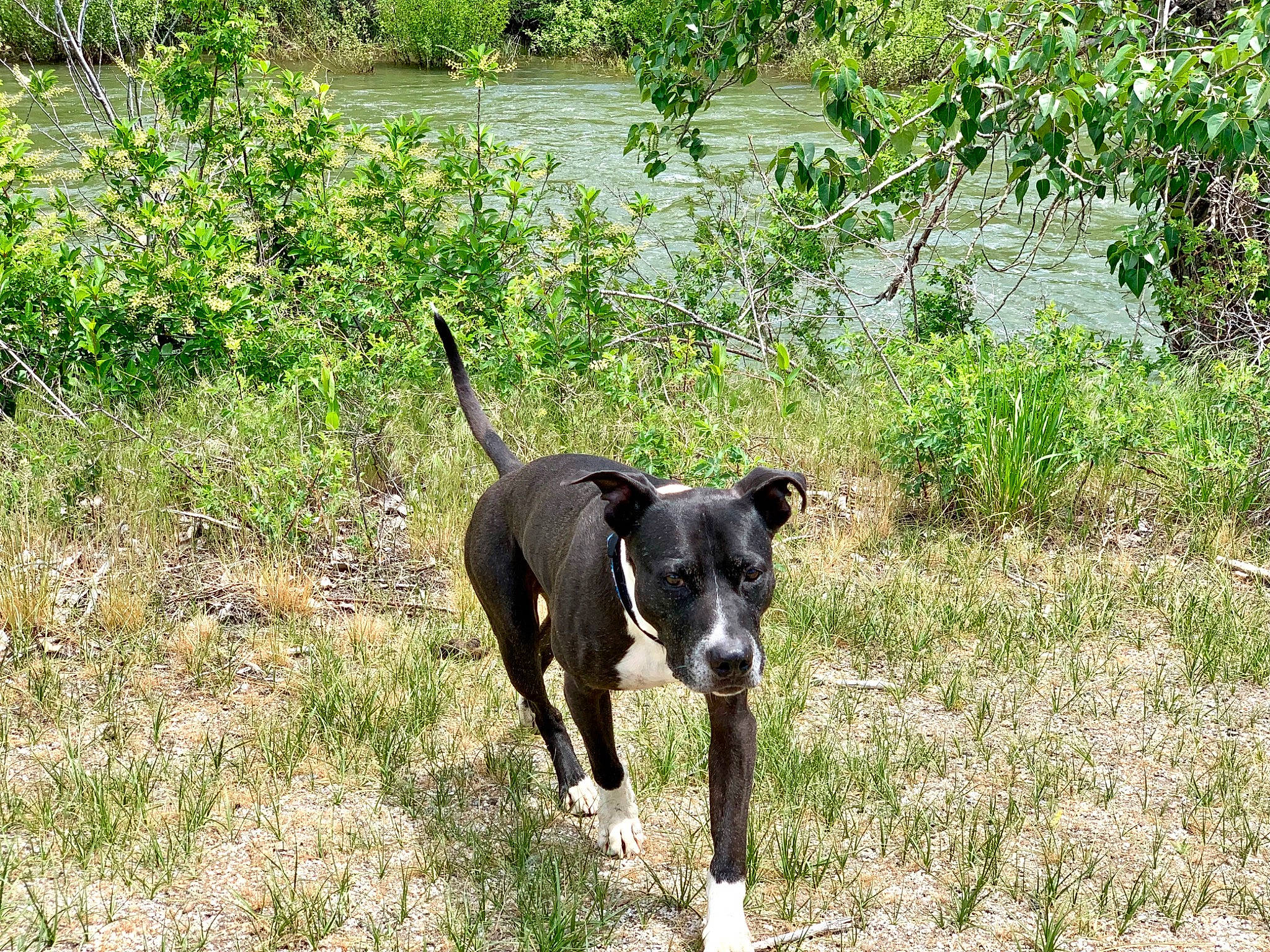 Buddy is registered to the contest to win money with this photo: borador, carnivore, collar, dog, dog_breed, dog_collar, grass, grass_family, grassland, groundcover, guard_dog, gun_dog, plant, sporting_group, tail, terrestrial_animal, tree, water, working_animal, working_dog