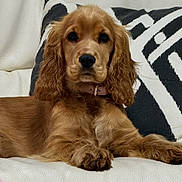 Ruby joined the competition — help win amazing prizes! dog, puppy, golden_retriever, pet, couch, indoor, fur, collar, paw, face, ears, animal, canine, cute, resting, lying_down, home, comfort, furniture, portrait