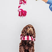 Doudouce participe au concours pour gagner de l'argent avec cette photo : puppy, dog, brown_fur, pet, toy, rope_toy, hand, bracelet, striped_clothing, neck_pillow, white_background, pedestal, cute, waiting, indoor, studio, portrait, animal, fur, playful