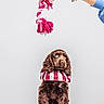 puppy, dog, brown_fur, pet, toy, rope_toy, hand, bracelet, striped_clothing, neck_pillow, white_background, pedestal, cute, waiting, indoor, studio, portrait, animal, fur, playful