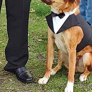 Maxwell is registered to the contest to win money with this photo: dog, tuxedo, bow_tie, grass, formal, pants, shoes, pet, outdoor, canine, sitting, brown_dog, white_paws, dressy, animal, companion, event, fashion, leisure, person
