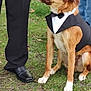 dog, tuxedo, bow_tie, grass, formal, pants, shoes, pet, outdoor, canine, sitting, brown_dog, white_paws, dressy, animal, companion, event, fashion, leisure, person
