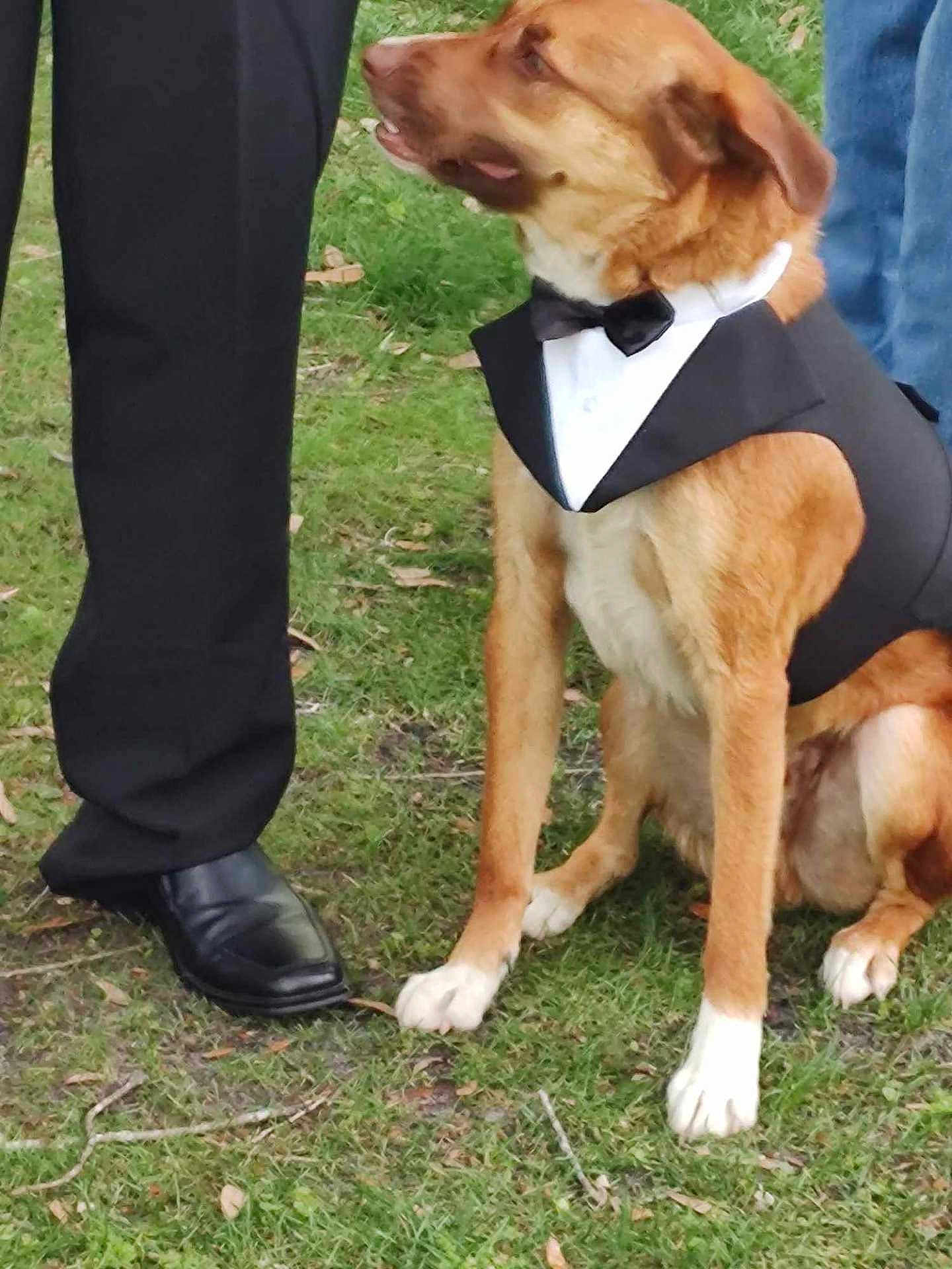 Maxwell is registered to the contest to win money with this photo: dog, tuxedo, bow_tie, grass, formal, pants, shoes, pet, outdoor, canine, sitting, brown_dog, white_paws, dressy, animal, companion, event, fashion, leisure, person