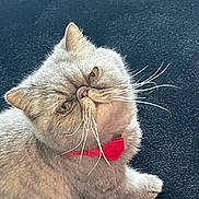 Summer joined the competition — help win amazing prizes! cat, fluffy, red_bow_tie, whiskers, pet, indoor, feline, looking_up, close_up, cute, animal, domestic_cat, portrait, sitting, fur, yellow_eyes, pink_nose, expression, background, texture