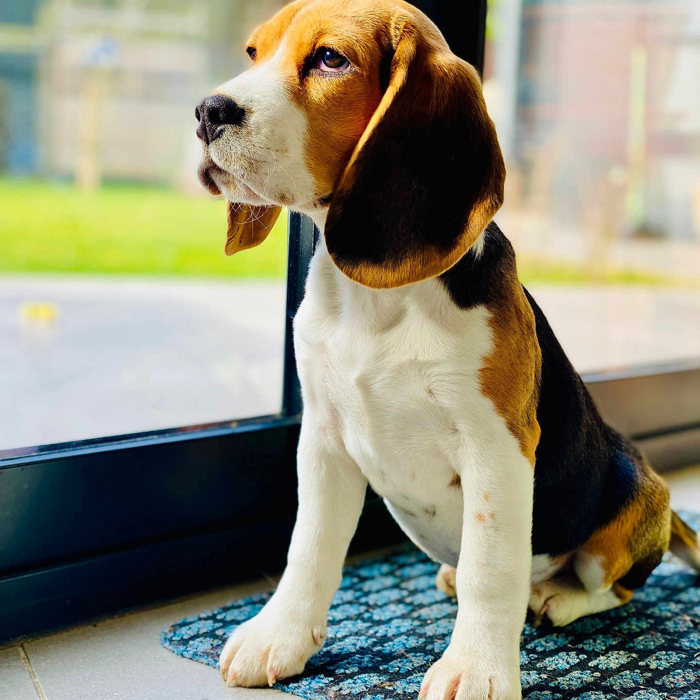 Vickies a rejoint le concours — aidez-le/la à gagner de superbes lots ! beagle, black, brown, canine, curious, dog, domestic_animal, floor, floppy_ears, glass_door, indoor, looking_outside, mat, natural_light, pet, puppy, side_view, white, window, young_dog