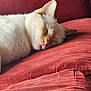 Kameko is registered to the contest to win money with this photo: animal, blanket, cat, comfortable, couch, cozy, cute, domestic_cat, feline, fur, home, indoor, nap, pet, red_furniture, relaxed, resting, sleeping, soft, whiskers