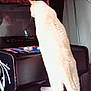animal, arcade_machine, buttons, cable, cat, cozy, curious, electronics, furniture, gaming, home, indoor, lamp, pet, red_blanket, retro, screen, standing, technology, white_cat