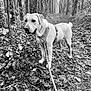 Milo a rejoint le concours — aidez-le/la à gagner de superbes lots ! dog, labrador_retriever, leash, harness, forest, path, trees, leaves, outdoor, nature, animal, canine, walking, trail, muddy, black_and_white, happy, pet, autumn, woods