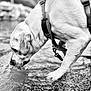 Milo participe au concours pour gagner de l'argent avec cette photo : dog, animal, water, drinking, outdoor, nature, pet, canine, harness, ripples, pebbles, shallow_water, black_and_white, closeup, side_view, paw, snout, fur, calm, stream