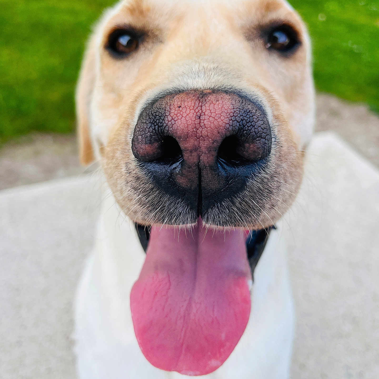 Milo participe au concours pour gagner de l'argent avec cette photo : animal, blurred_background, brown_eyes, canine, close_up, dog, face, friendly, fur, green_background, happy, muzzle, nose, outdoor, pet, playful, smiling, tongue, tongue_out, white_fur
