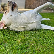 Milo a rejoint le concours — aidez-le/la à gagner de superbes lots ! dog, white_dog, grass, outdoor, pet, playful, relaxed, backyard, canine, animal, daylight, nature, mammal, teeth, fur, greenery, summer, resting, happy, garden