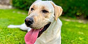 Milo participe au concours pour gagner de l'argent avec cette photo : dog, labrador, grass, tongue_out, outdoor, pet, canine, animal, happy, lying_down, sunlight, nature, greenery, summer, playful, mammal, close_up, portrait, friendly, domestic_animal