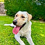 animal, canine, close_up, dog, domestic_animal, friendly, grass, greenery, happy, labrador, lying_down, mammal, nature, outdoor, pet, playful, portrait, summer, sunlight, tongue_out