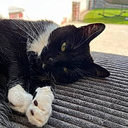 Pookie participe au concours pour gagner de l'argent avec cette photo : animal, black_and_white, cat, close_up, cozy, domestic_animal, feline, fur, greenery, indoor, lying_down, outdoor, paw, pet, relaxed, resting, soft_light, sunlight, texture, whiskers