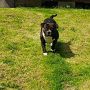 Cecile Pohie participe au concours pour gagner de l'argent avec cette photo : animal, black_and_white, canine, daylight, dog, ears, eyes, fur, grass, lawn, mammal, nature, outdoor, pet, shadow, sunlight, tail, walk, wooden_shed, yard