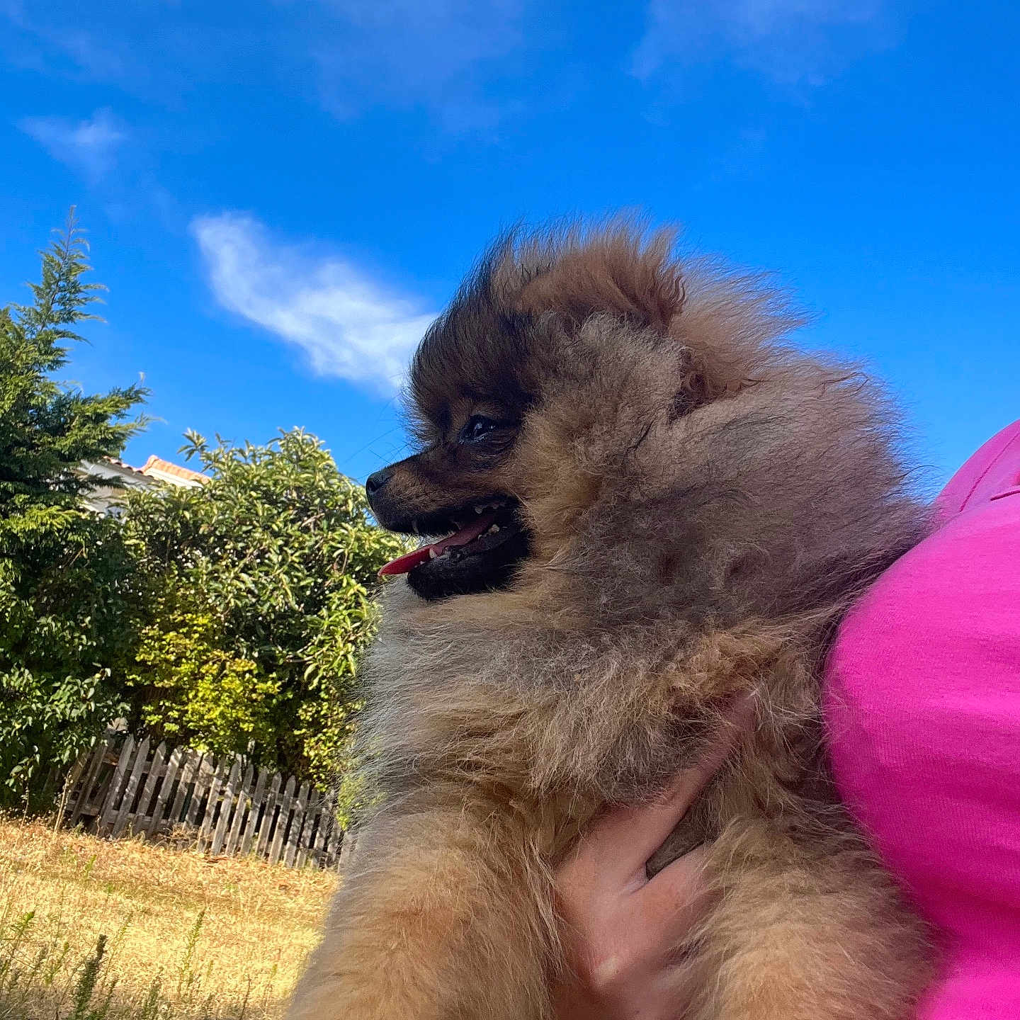 Umi a rejoint le concours — aidez-le/la à gagner de superbes lots ! animal, architecture, canine, dog, fence, grass, green, grove, land, nature, outdoors, pet, photography, plant, puppy, summer, tree, vegetation, woodland, yard