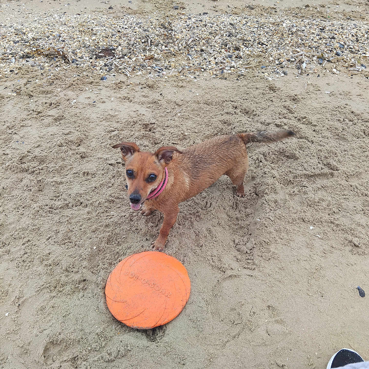 Lady participe au concours pour gagner de l'argent avec cette photo : accessories, animal, ball, basketball, basketballball, canine, clothing, dog, footwear, frisbee, hound, leash, person, pet, puppy, shoe, soil, sport, strap, toy