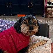 Zoe is registered to the contest to win money with this photo: dog, pet, sweater, red, cozy, blanket, indoor, fur, cute, small_dog, resting, carpet, furniture, portrait, animal, companion, domestic_animal, looking, snout, paw