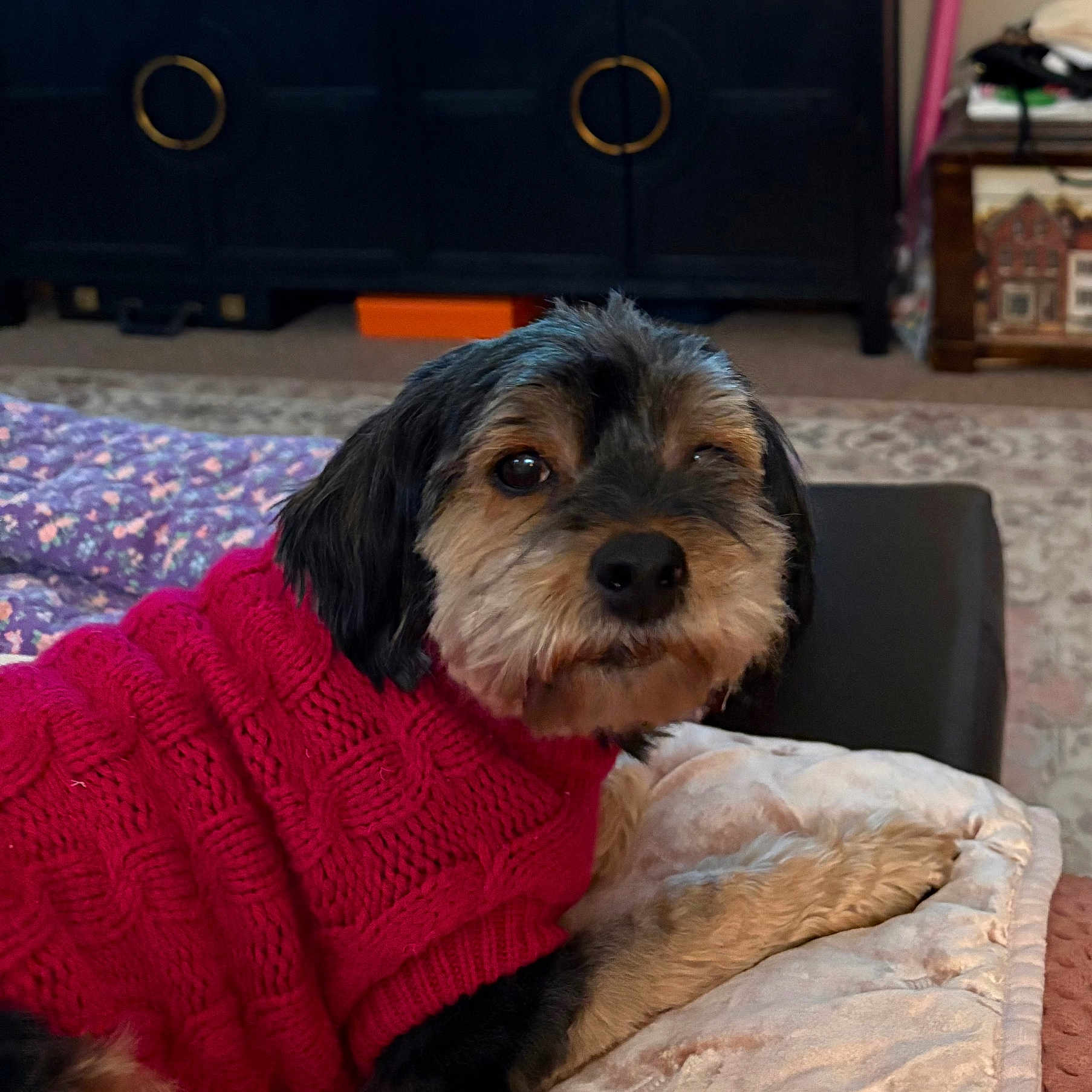 Zoe is registered to the contest to win money with this photo: dog, pet, sweater, red, cozy, blanket, indoor, fur, cute, small_dog, resting, carpet, furniture, portrait, animal, companion, domestic_animal, looking, snout, paw