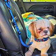 Jabarkus joined the competition — help win amazing prizes! animal, blanket, blue_harness, car_interior, car_seat, cute_dog, daylight, dog, dog_collar, dog_harness, greenery, leather_seat, pet, puppy, seatbelt, small_dog, sunlight, travel, vehicle, window