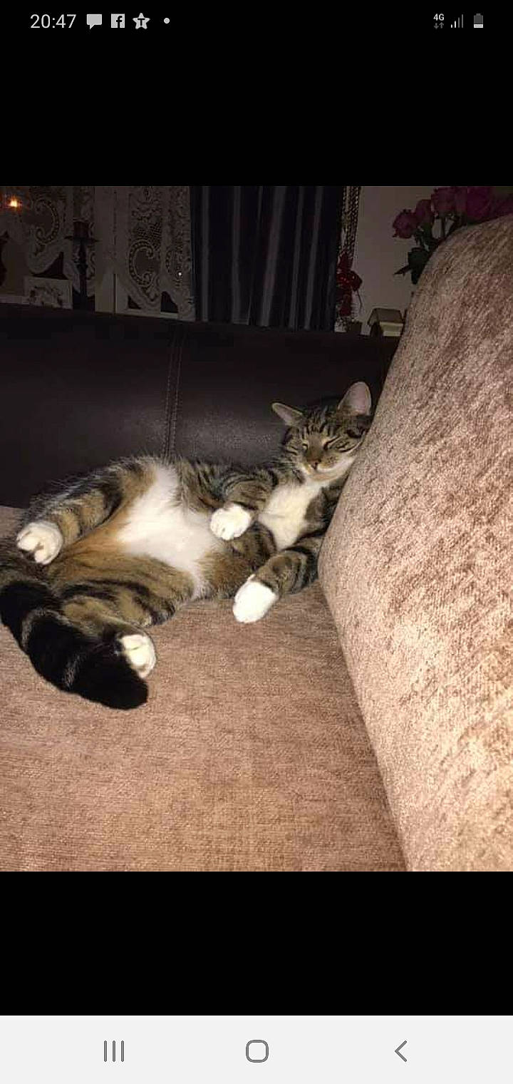 Alfie joined the competition — help win amazing prizes! carnivore, cat, cloud, comfort, darkness, domestic_short_haired_cat, felidae, flooring, fur, grey, hardwood, human_leg, mammal, paw, plant, small_to_medium_sized_cats, tail, vertebrate, whiskers, wood