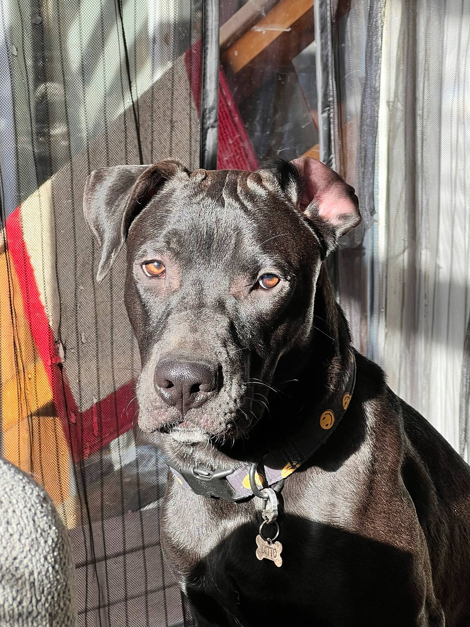 Ditto joined the competition — help win amazing prizes! canidae, carnivore, collar, companion_dog, curtain, dog, dog_breed, dog_collar, fawn, fur, grey, guard_dog, leash, pet_supply, snout, sporting_group, terrestrial_animal, whiskers, window, working_animal