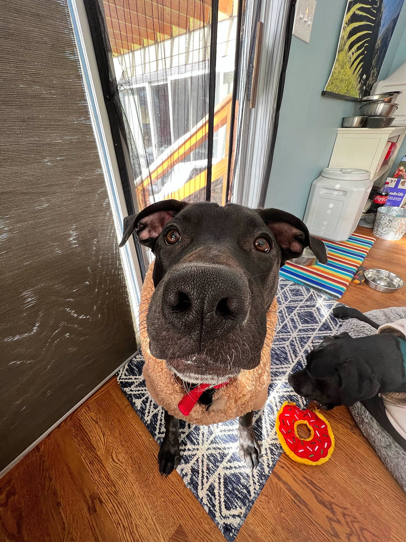 Ditto joined the competition — help win amazing prizes! carnivore, collar, companion_dog, dog, dog_breed, dog_collar, dog_supply, fashion_accessory, fawn, floor, flooring, guard_dog, hardwood, paw, pet_supply, snout, sporting_group, whiskers, wood, working_animal