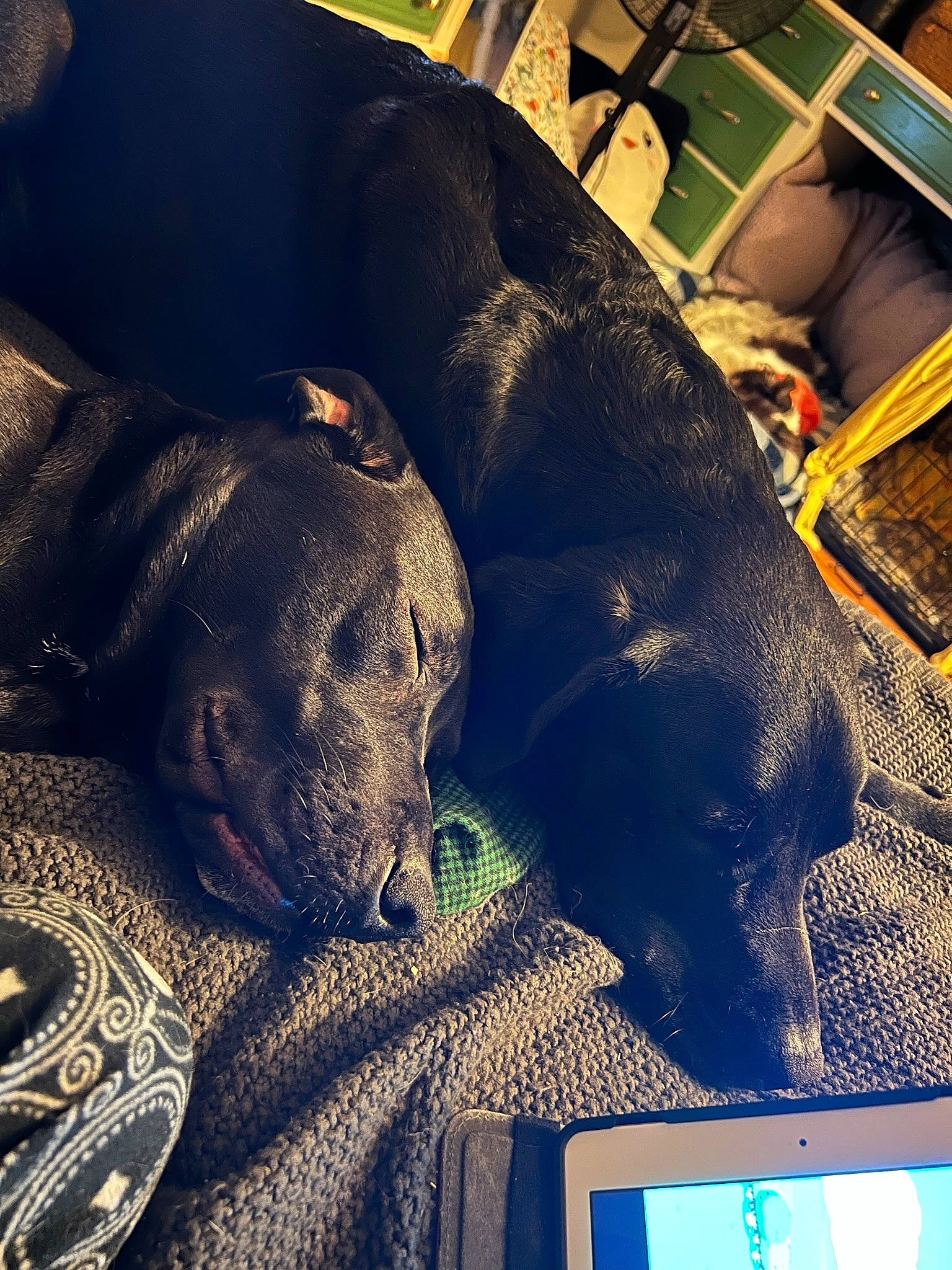 Ditto is registered to the contest to win money with this photo: borador, canidae, carnivore, comfort, companion_dog, dog, dog_breed, dog_collar, dog_supply, electric_blue, guard_dog, gun_dog, metal, non_sporting_group, pet_supply, pointing_breed, snout, sporting_group, square, working_animal