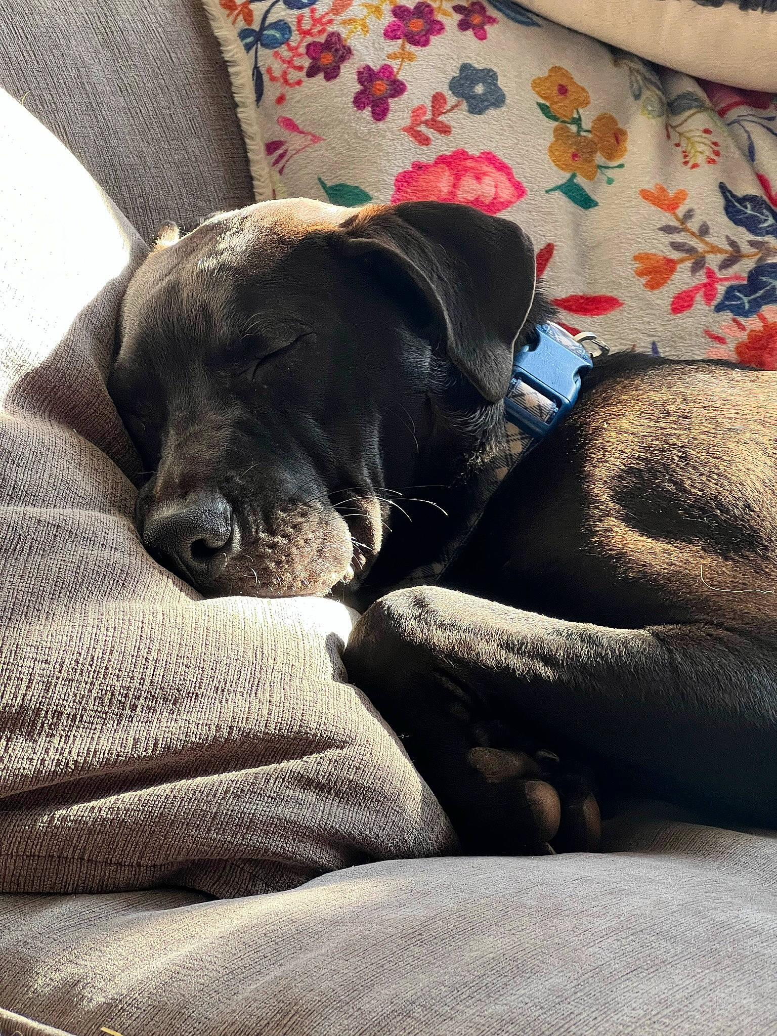 Ditto is registered to the contest to win money with this photo: bedding, borador, canidae, carnivore, comfort, companion_dog, dog, dog_breed, fawn, fur, grey, guard_dog, linens, nap, non_sporting_group, puppy, snout, sporting_group, tints_and_shades, working_animal