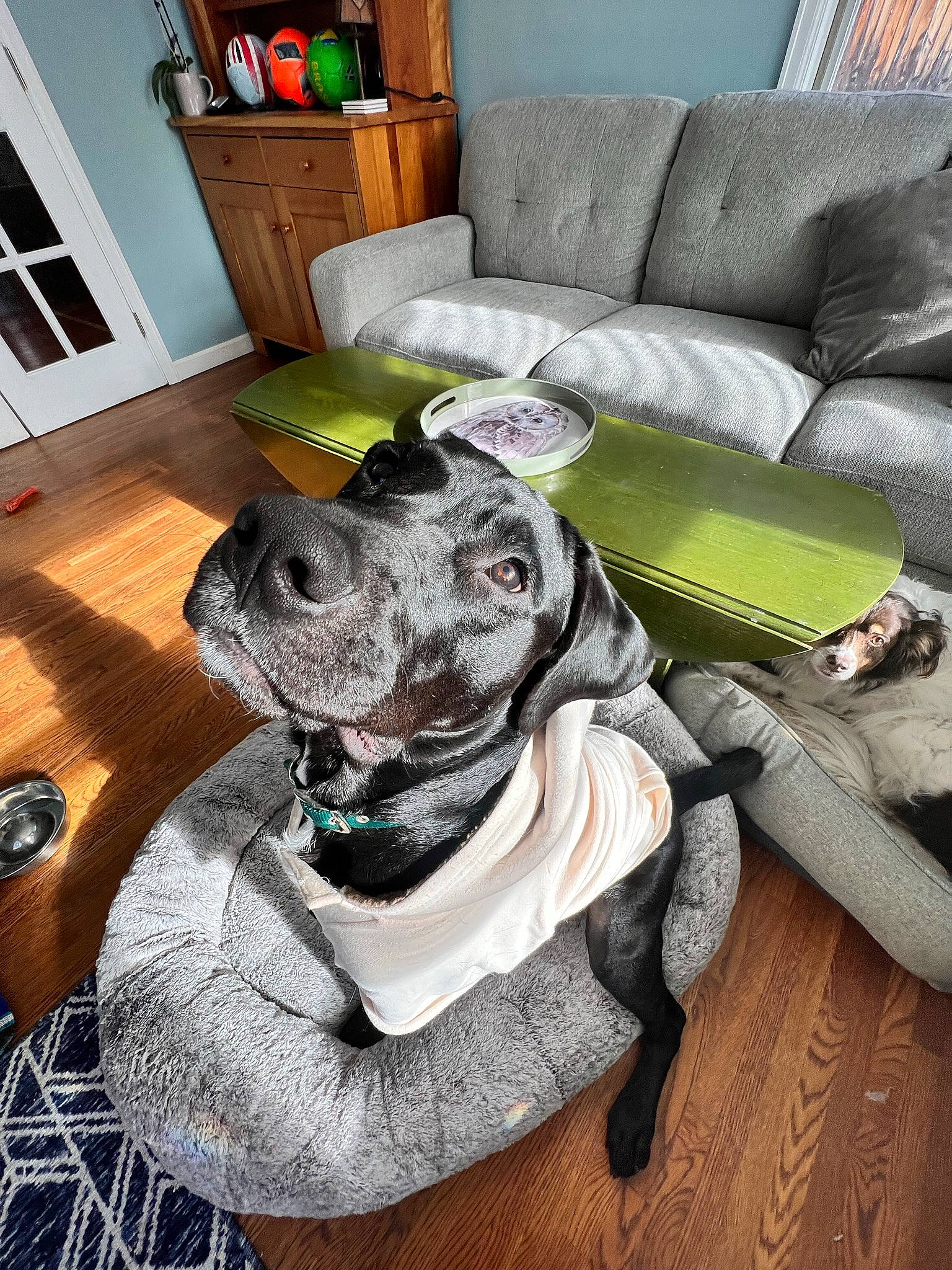 Duckie joined the competition — help win amazing prizes! carnivore, chair, collar, comfort, companion_dog, couch, dog, dog_breed, dog_collar, dog_supply, fawn, flooring, furniture, great_dane, living_room, pet_supply, picture_frame, snout, table, working_animal