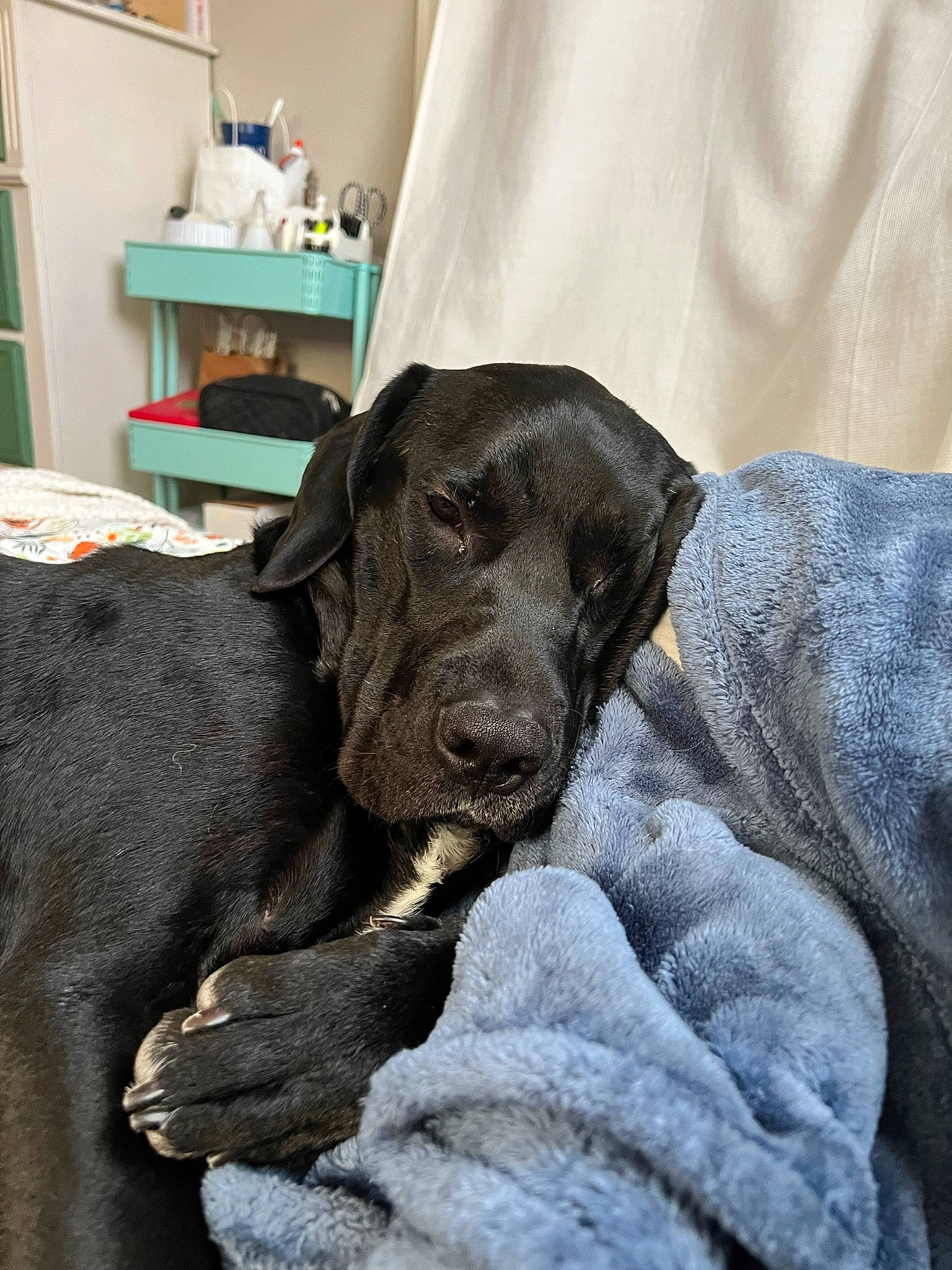 Duckie joined the competition — help win amazing prizes! borador, canidae, carnivore, collar, comfort, companion_dog, dog, dog_breed, dog_collar, drawer, fur, guard_dog, gun_dog, hunting_dog, liver, retriever, snout, sporting_group, working_animal