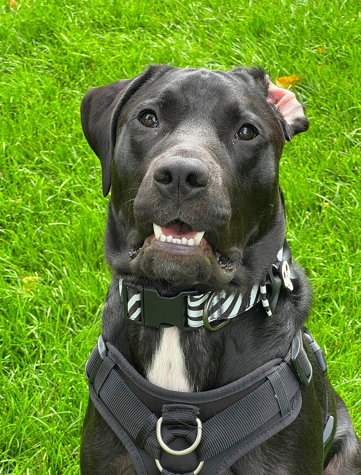 Duckie is registered to the contest to win money with this photo: carnivore, collar, companion_dog, dog, dog_breed, dog_collar, dog_supply, fashion_accessory, grass, guard_dog, leash, personal_protective_equipment, pet_supply, snout, sporting_group, webbing, working_animal, working_dog