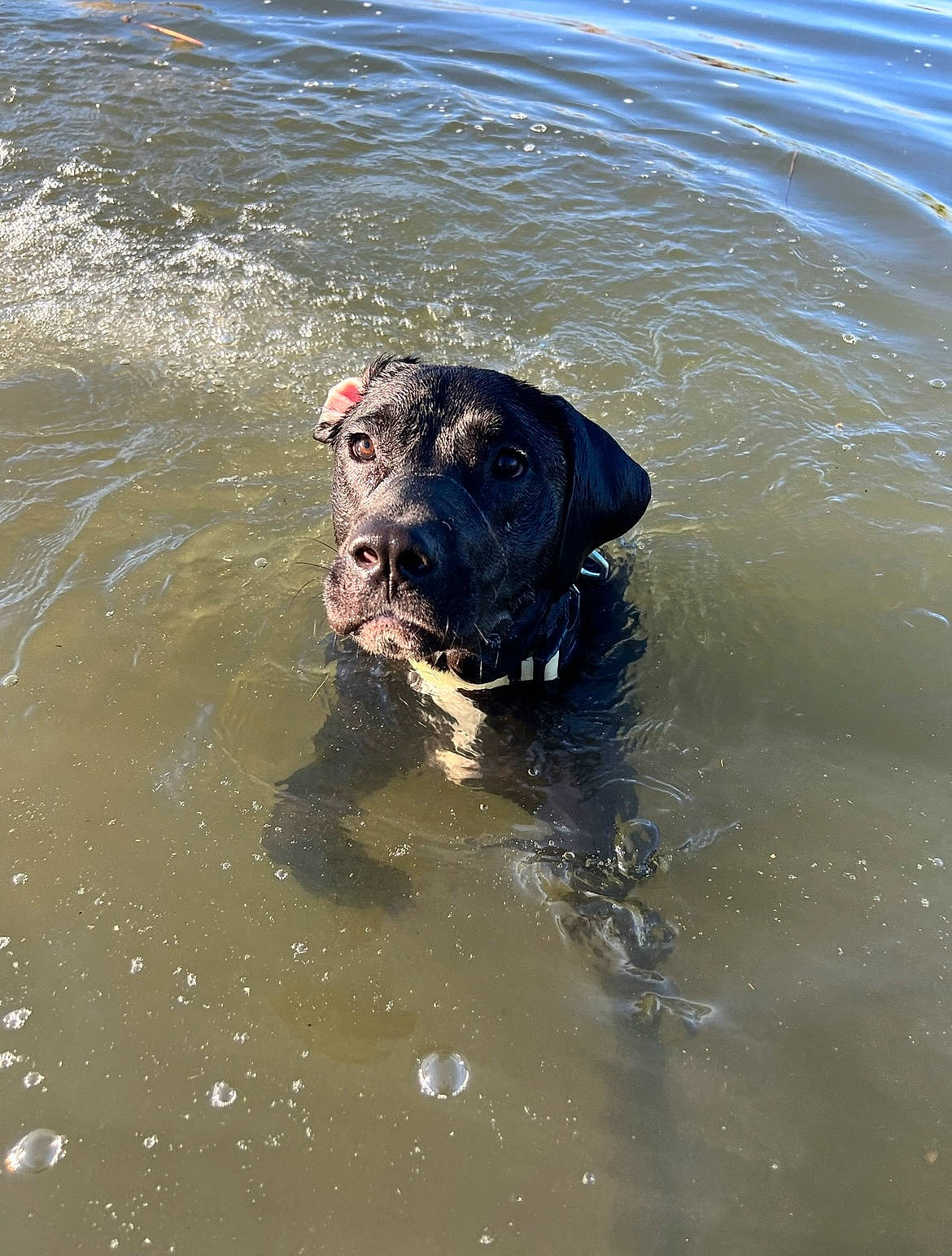 Duckie is registered to the contest to win money with this photo: canidae, carnivore, dog, dog_breed, electric_blue, fluid, guard_dog, hunting_dog, lake, liquid, non_sporting_group, snout, sporting_group, terrestrial_animal, water, working_animal, working_dog