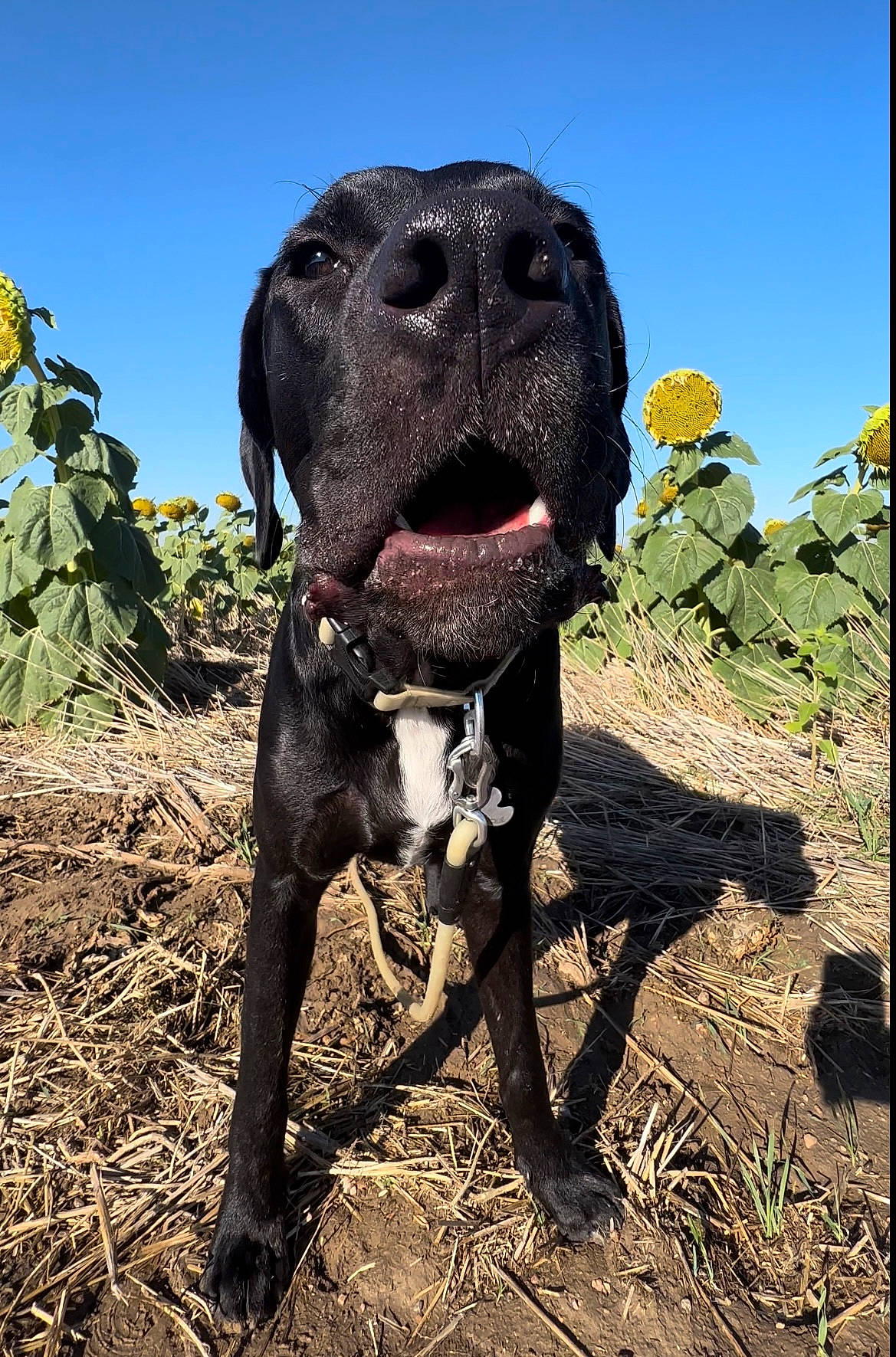 Duckie joined the competition — help win amazing prizes! canidae, carnivore, collar, dog, dog_breed, dog_collar, fawn, grass, gun_dog, landscape, liver, molosser, pet_supply, plant, sculpture, sky, snout, sporting_group, terrestrial_animal, working_animal