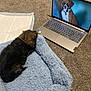 Benito is registered to the contest to win money with this photo: puppy, dog, laptop, carpet, blue_bed, pet_bed, watching, indoor, technology, animal, sleepy, brown, black, small_dog, resting, computer, screen, curled_up, cozy, home