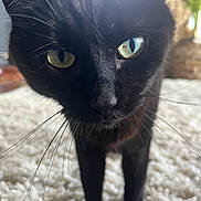 Beanz is registered to the contest to win money with this photo: black_cat, cat, green_eyes, whiskers, close_up, indoor, carpet, curious, pet, feline, animal, mammal, fur, portrait, household, cozy, soft_light, domestic_cat, whiskers_visible, close_range