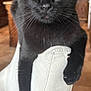 Beanz is registered to the contest to win money with this photo: cat, black_cat, green_eyes, feline, pet, animal, indoor, chair, white_chair, relaxed, close_up, portrait, whiskers, paw, domestic_cat, looking_at_camera, kitchen, wooden_cabinets, home, curious