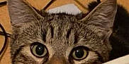 Bounty participe au concours pour gagner de l'argent avec cette photo : cat, tabby, peeking, curious, animal, pet, ears, whiskers, closeup, indoors, cables, brown, fur, eyes, face, domestic_cat, background, looking, feline, mammal