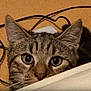 cat, tabby, peeking, curious, animal, pet, ears, whiskers, closeup, indoors, cables, brown, fur, eyes, face, domestic_cat, background, looking, feline, mammal