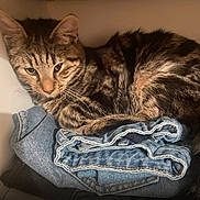 Bounty participe au concours pour gagner de l'argent avec cette photo : cat, tabby, denim, jeans, folded_clothes, pet, feline, striped, cozy, resting, indoor, soft_lighting, cute, animal, sleepy, fur, whiskers, ears, compact, relaxed