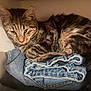 cat, tabby, denim, jeans, folded_clothes, pet, feline, striped, cozy, resting, indoor, soft_lighting, cute, animal, sleepy, fur, whiskers, ears, compact, relaxed