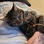 cat, tabby_cat, sleeping, quilt, blanket, paw, tattoo, hand, pet, cozy, indoor, resting, fur, whiskers, animal, cute, domestic_cat, relaxation, companion, comfort
